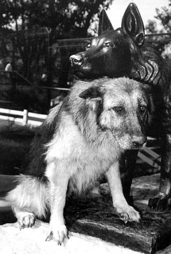 В 1987 году Габи, немецкая овчарка, победила в схватке ягуара, сбежавшего из зоопарка Белграда