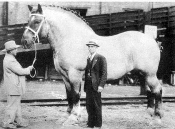 Самая большая лошадь в мире Жеребец по кличке Сампсон1928 г.