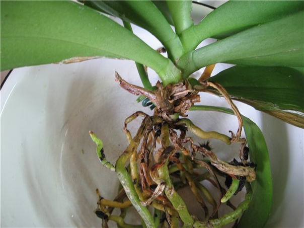 корни орхидеи гниют, сохнут. что делать как отличить живые корни орхидеи от мертвых ошибочно различать корни по цвету! мол, живые корни обязательно белые, а мертвые темные!это не так, достаточно