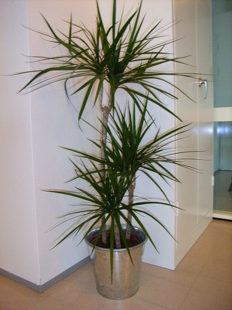 драцена ложная пальма в последнее время драцену полюбили многие ценители комнатных растений. это растение насчитывает огромное количество видовых форм, которые отличаются друг от друга формой и