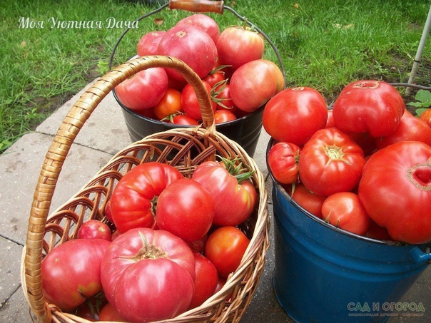 50-60 помидоров с куста один куст помидоров можно выращивать на двух корнях, и место экономится, и урожай будет обильнее. я, например, получил с одного такого куста до 50-60 помидоров. сорт при