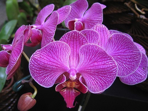 орхидеи - уход часто прекрасную орхидею - фаленопсис дарят женщинам на какой-то праздник, если именно вы стали хозяйкой фаленопсиса и теперь пребываете в смятении, как теперь за ней ухаживать.в