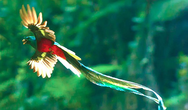 Кетцаль - птица свободы. Кетцаль обитает в Центральной Америке, в лесах Гватемалы, в честь нее была названа валюта этой страны.Кетцаль не переносит неволи, лишенный свободы в клетке она сразу
