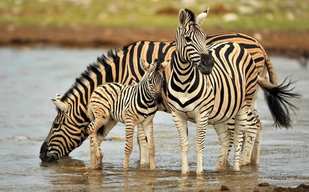 Почему зебры не были одомашнены Во многих отношениях зебры очень похожи на лошадей (или, скорее, пони, учитывая их размеры). Тем не менее различия в их поведении привели к тому, что в то время