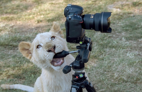Львенок заигрался с камерой фотографа в Парке львов в Йоханнесбурге, ЮАР
