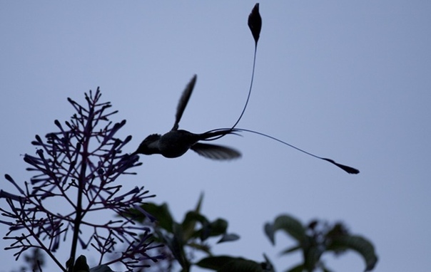 Дивный Шпательтэил (также ракетохвостая лоддигезия) один из самых редких и малоизученных видов колибри Он обитает исключительно в перуанском регионе Рио Уткумбуба на горных склонах высотой около