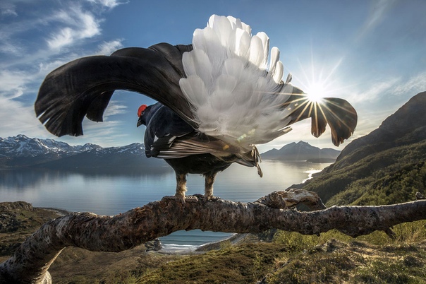 «В центре внимания» Самец черного тетерева (Северное побережье Норвегии) Фото: Audun Riardsen