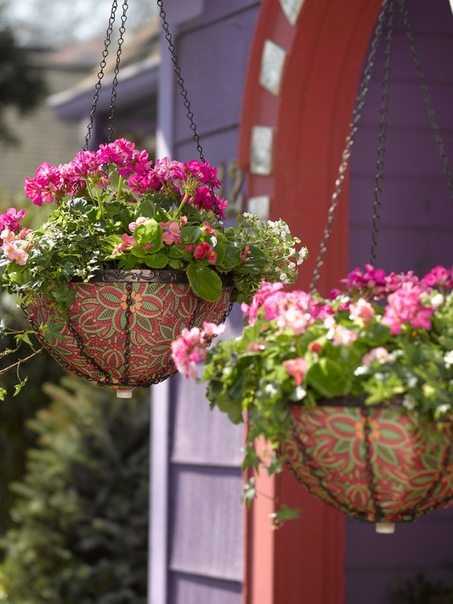 ОДНОЛЕТНИКИ В ПОДВЕСНЫХ КОРЗИНАХ Каждый любитель цветов, путешествующий летом по Европе, любуется подвесными цветочными корзинами, украшающими сады. В последние годы такие корзины появились у