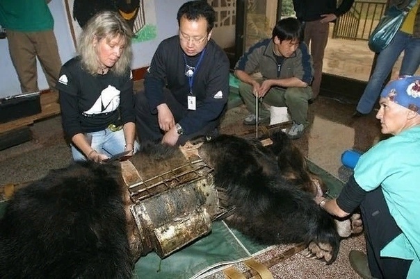 Подпишите петицию против издевательства над медведями. Над медведями издеваются в Китае. В Приморском крае незаконно продают медвежат китайцам. В Китае из них выкачивают желчь. Жестокость