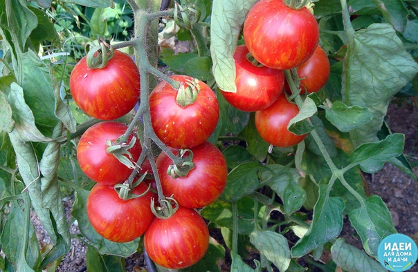 Ошибки, снижающие урожай томатов Кто не согласится с тем, что хороший урожай это следствие грамотного регулярного ухода за культурой! Однако, на сегодняшний день в мире огородничества существует