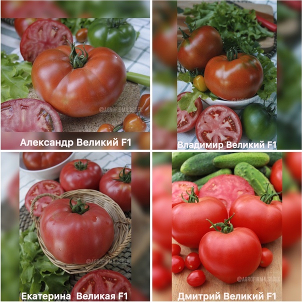 ПОДБИРАЕМ СОРТА ТОМАТА ДЛЯ ТЕПЛИЦЫ .У вас есть теплицаВы счастливый человек, ведь перед вами масса возможностей по выбору сортов томата. Вы можете выращивать как низкорослые томаты, так и